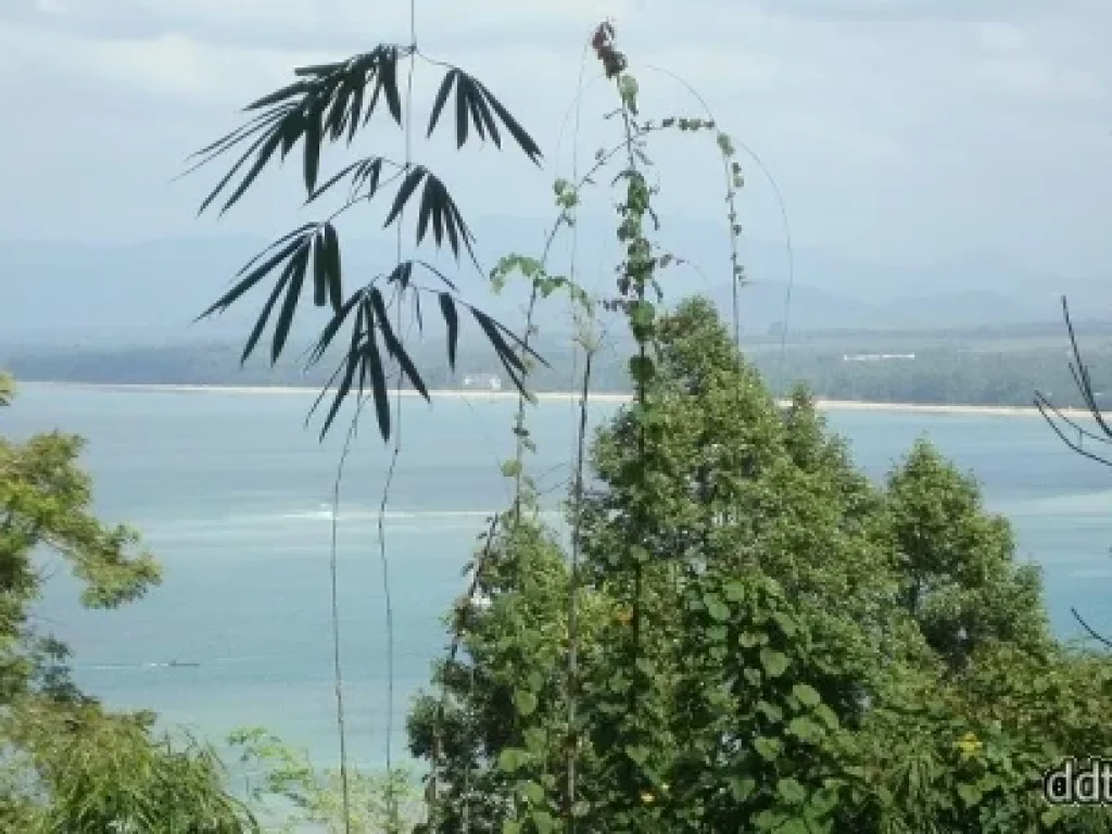 ขายที่ดินภูเก็ตLAND FOR SALE SAKHU PHUKET 21rai sea viwe