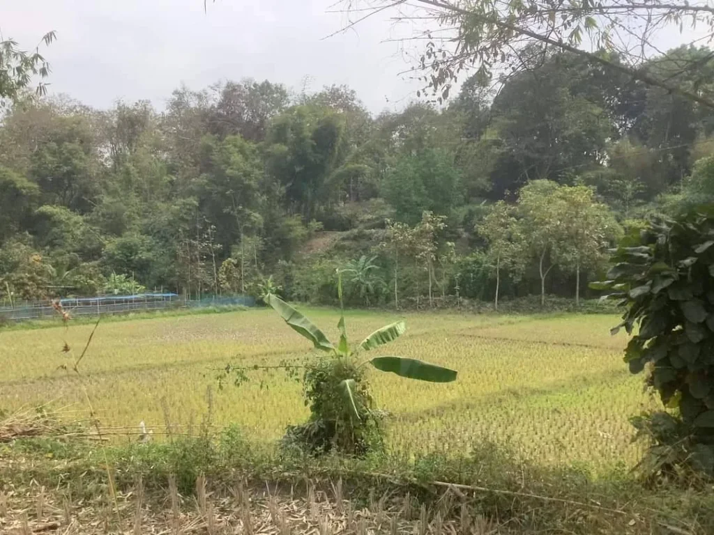 ขายที่ดินวิวดอย เชียงดาว แม่นะ โฉนดพร้อมโอนราคาถูก