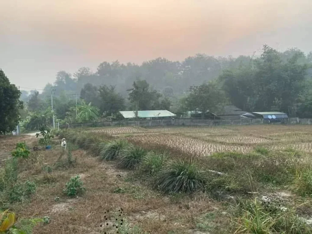 ขายที่ดินแม่นะ วิวดอย เชียงดาว ราคาถูก