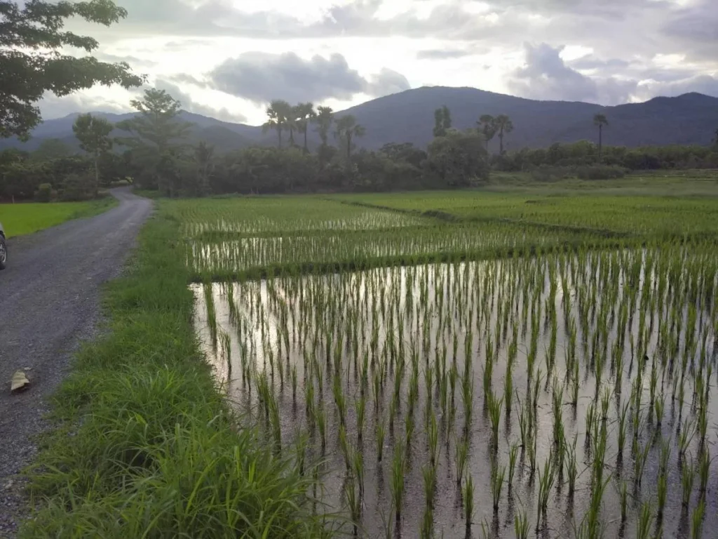 ที่สวนลำไย ที่นา แถวจอมทองวิวสวย