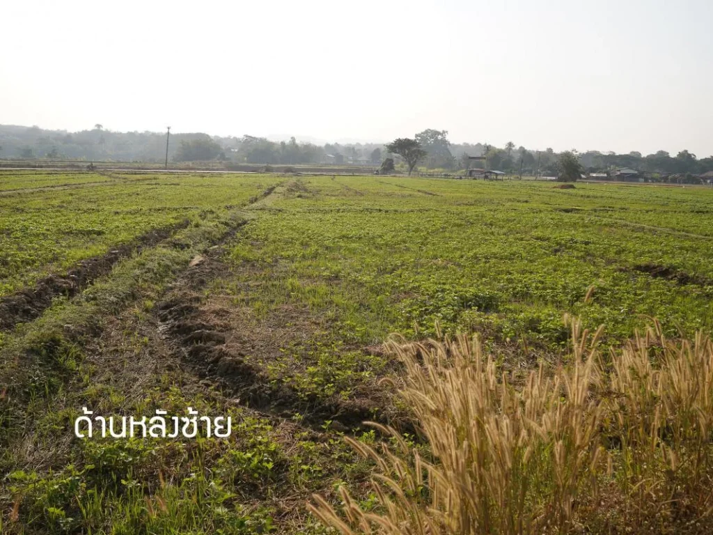 ที่นา บ้านน้ำแก่น จังหวัดน่าน 2-1-68 ไร่ ติดถนนดำ ไฟฟ้าถึง ไร่ละ125 ล้าน