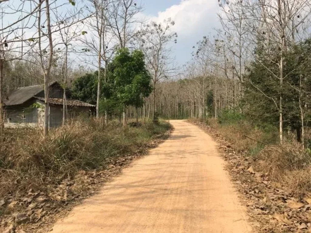 ขายที่ดิน 20 ไร่ พร้อมต้นสักทอง 20 ปี ขายที่ดิน 20 ไร่ พร้อมต้นสักทอง 20 ปี และสิ่งปลูกสร้าง