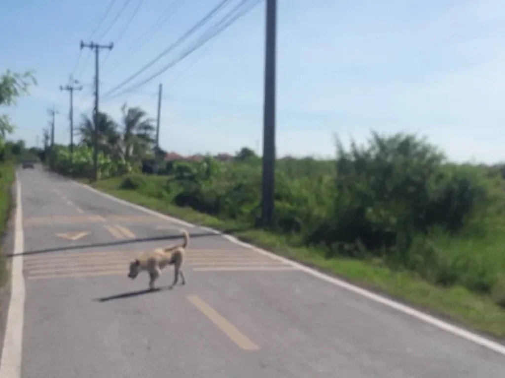 ขายที่ดินสวย 343ตรวติดถนนในซอยสุวินทวงศ์ 64