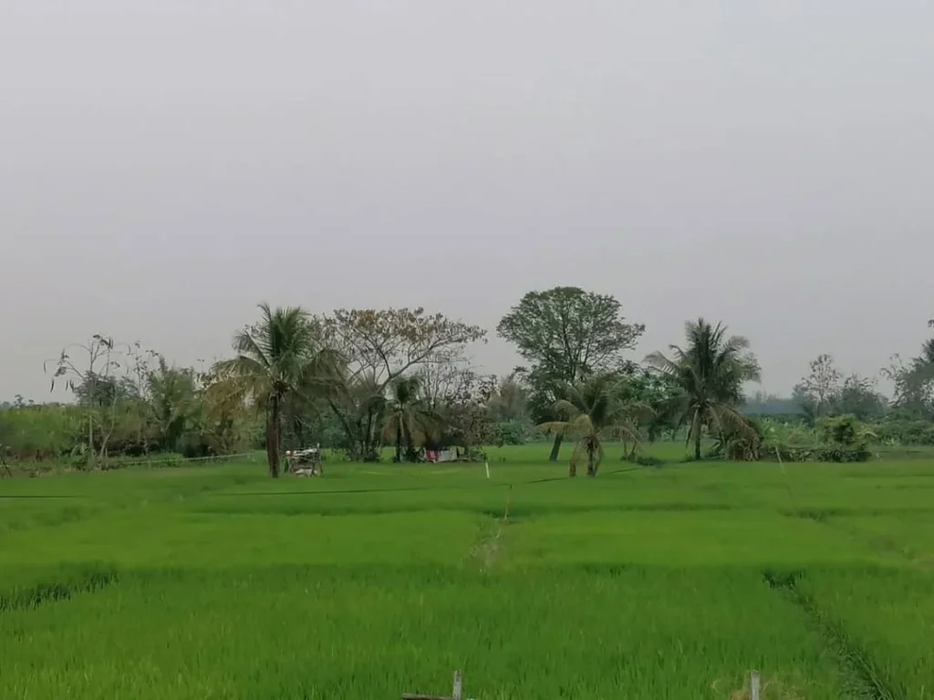 ขายที่นาแม่วาง เขตทุ่งรวงทอง สันป่าตอง ติดถนนลาดยาง ค้าขายได้