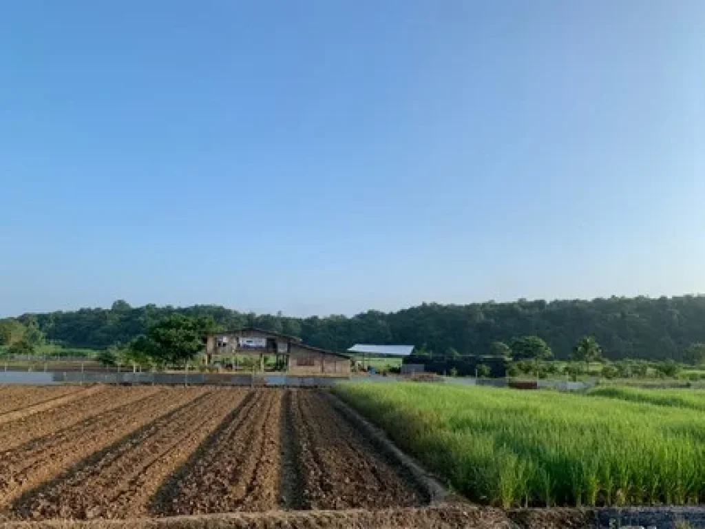 ขายที่ดินพื้นที่สวย เหมาะทำรีสอร์ท ทำการเกษตรแบบผสมผสาน วิวสวยงาม จลำพูน