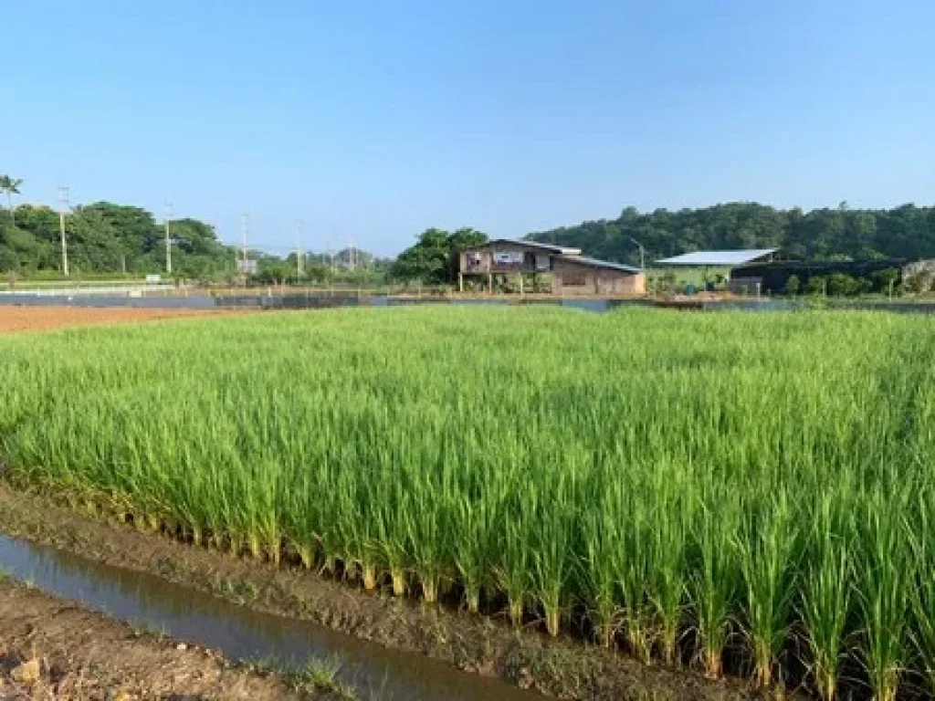 ขายที่ดินพื้นที่สวย เหมาะทำรีสอร์ท ทำการเกษตรแบบผสมผสาน วิวสวยงาม จลำพูน