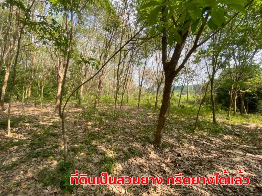 ขายที่ดิน 9-3-77 ไร่ หน้ากว้าง 80 เมตร ติดถนนสุขุมวิท ระยอง