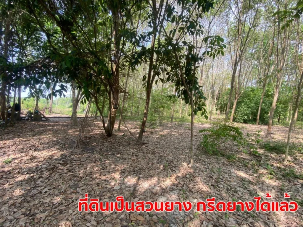 ขายที่ดิน 9-3-77 ไร่ หน้ากว้าง 80 เมตร ติดถนนสุขุมวิท ระยอง