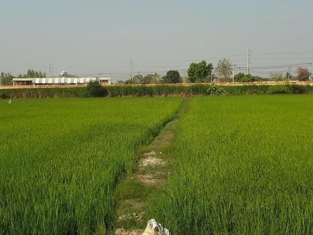 ขายด่วน ที่ดินโฉนด 21ไร่ รูปที่ดินสวยมาก สุพรรณบุรี