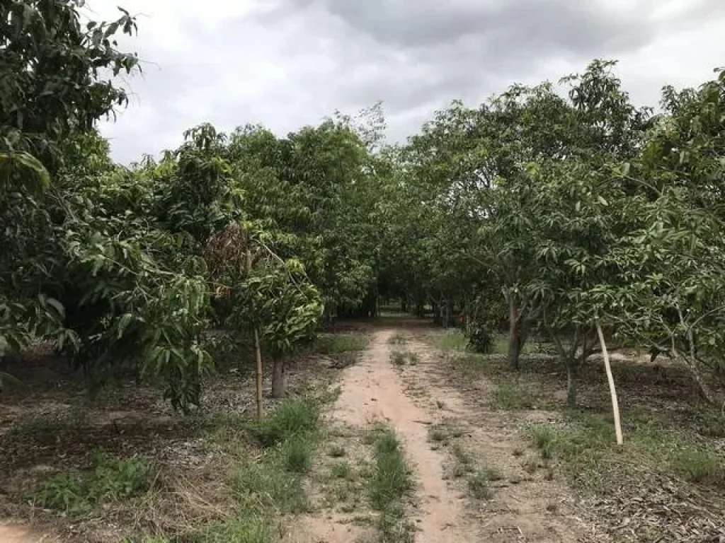 ขายที่ดิน 2 ไร่ 1 งาน ริมถนนสันเหมือง ลำพูน ใกล้โรงเรียนวัดสันเหมือง