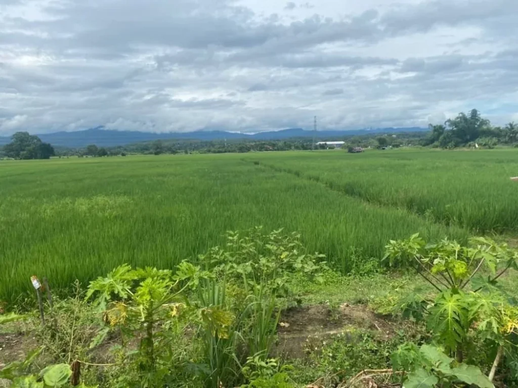 ขายที่ดิน ที่นาติดคลองชลประทาน 10-1-28 ไร่ อแม่ริม เชียงใหม่