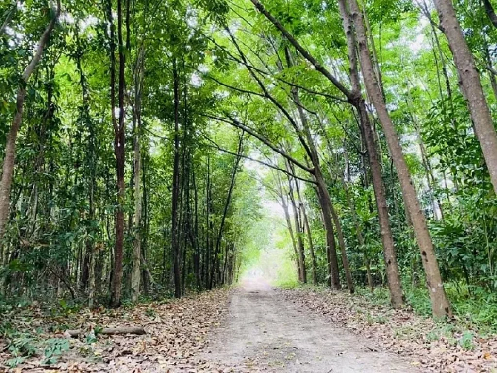 ขายที่ดินติดท่าเรือแหลมศอก ความลับลงทุนที่ดิน กำไร10 เท่า จังหวัดตราด