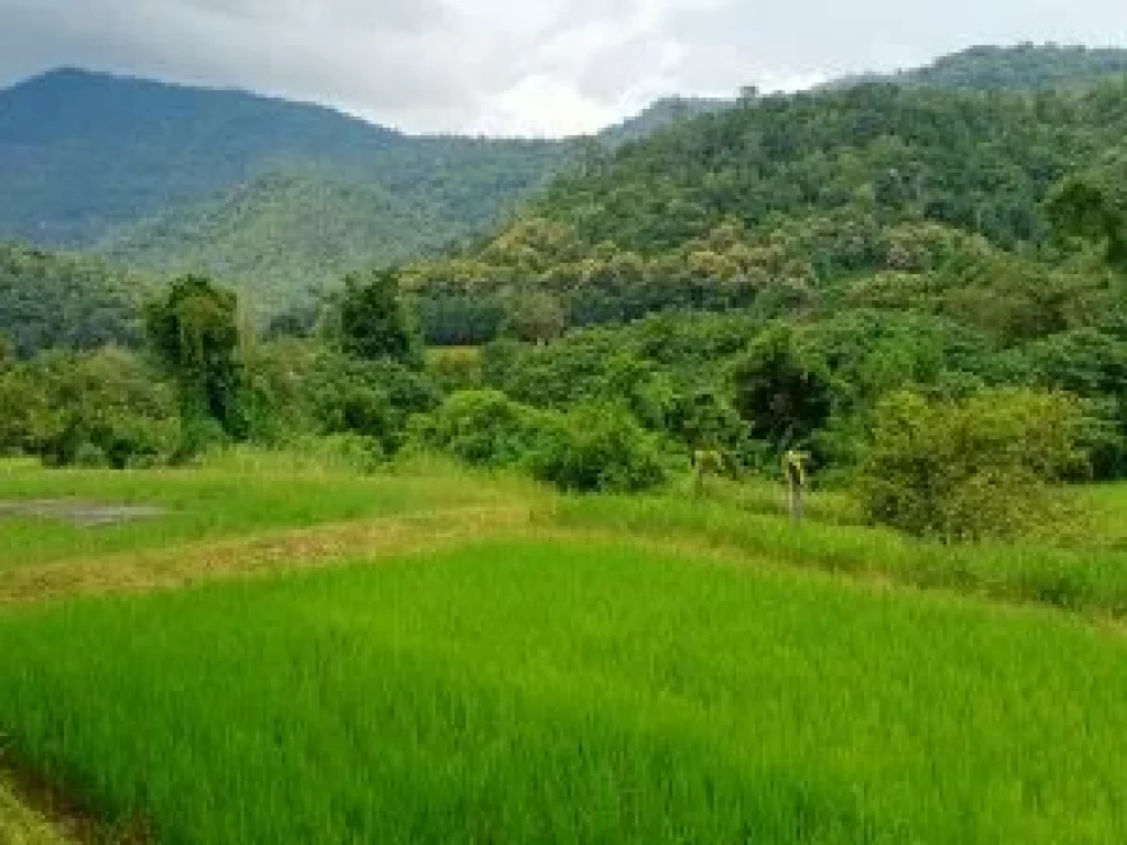 ที่นาขั้นบันได หลังติดน้ำ สวยงาม วิวเขาล้อมรอบ อยู่ในแหล่งชุมชน