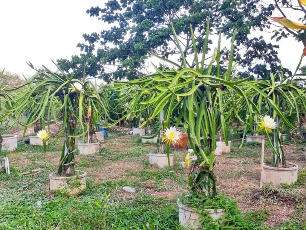 ขายที่ดินสวยพร้อมสวนผลไม้ในชุมชนตลาดหนองกุง น้ำพอง