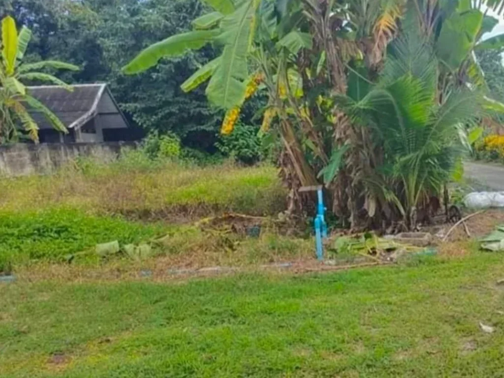 ขายที่ดินแม่ฮ้อยเงินดอยสะเก็ตห่างถนนหลัก 50เมตรราคาถูก