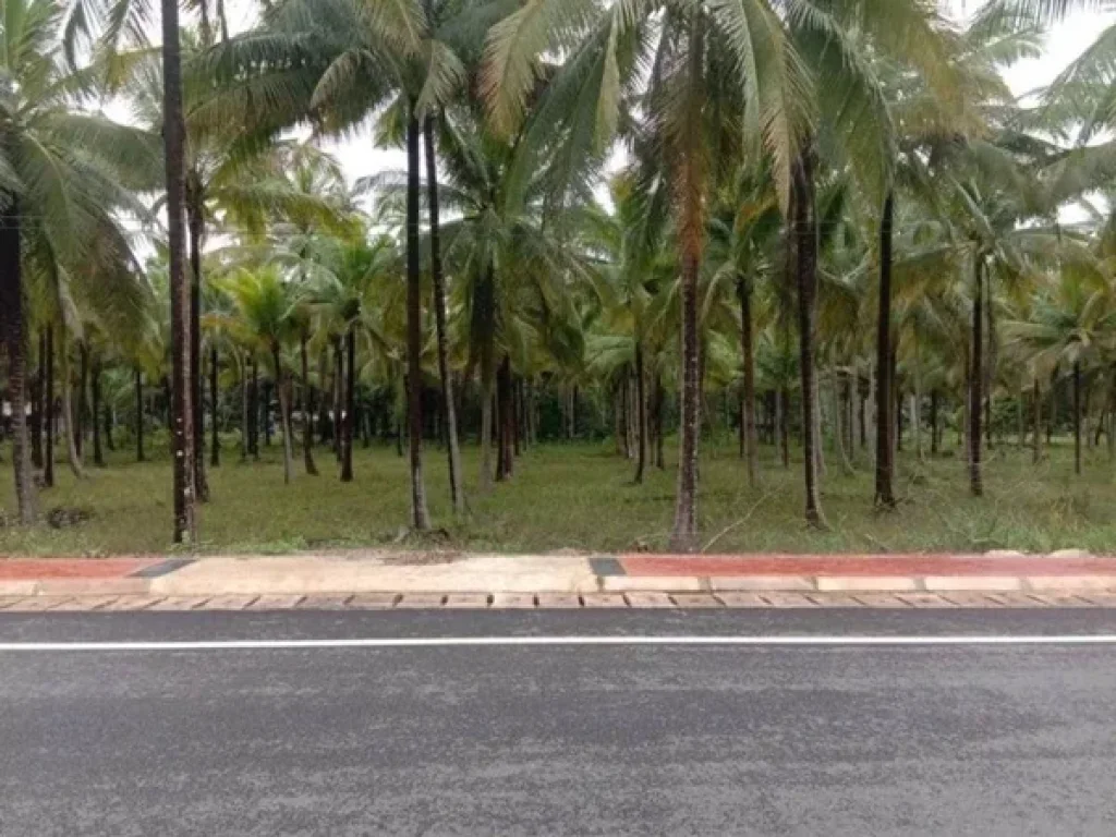 ขายด่วนที่ดินติดถนน ใกล้หาดเพียง 300 ม ตปากน้ำ อหลังสวน จชุมพร 3ไร่ 36 ตรว