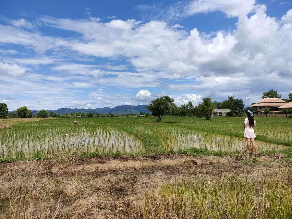 ที่ดินแบ่งขายในเขตชุมชน อสันกำแพง จเชียงใหม่ เจ้าของขายเอง หมดแล้วหมดเลย