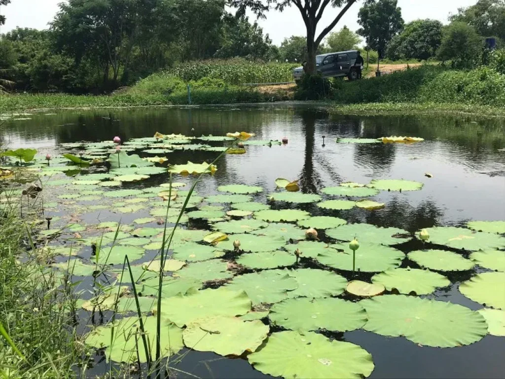 ขายที่ดินติดคลองชลประทาน เหมาะสร้างที่พักอาศัย อำเภอกำแพงแสน จังหวัดนครปฐม โฉนดพร้อมโอน