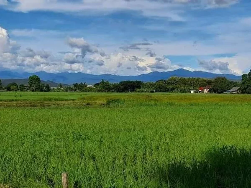 ขายที่นา ห่างถนนลาดยาง 30 เมตร บ้านแม่จ้องเหนือตลาดใหญดอยสะเก็ต