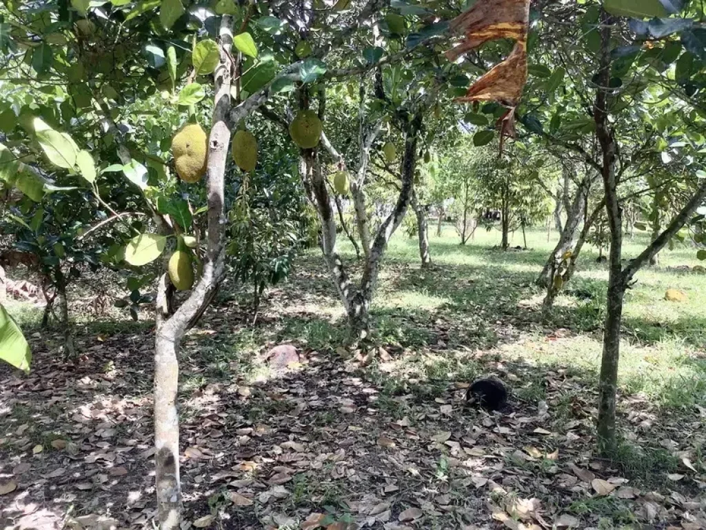 ขายที่ดินสวนผลไม้ 2 ไร่ ใกล้ศูนย์ราชการ อำเภอเมือง จังหวัดปราจีนบุรี