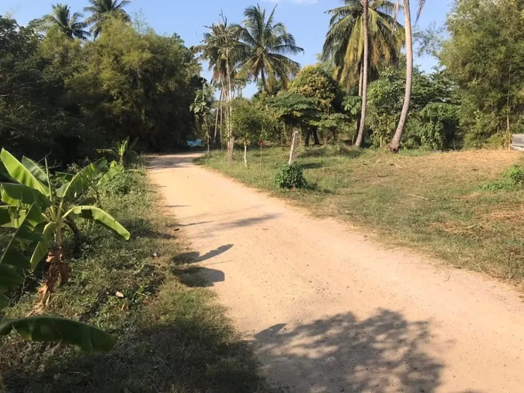 ที่ดินแบ่งขาย200ตรวขาย4แสนบาทเฉลิมพระเกียรติสระบุรี