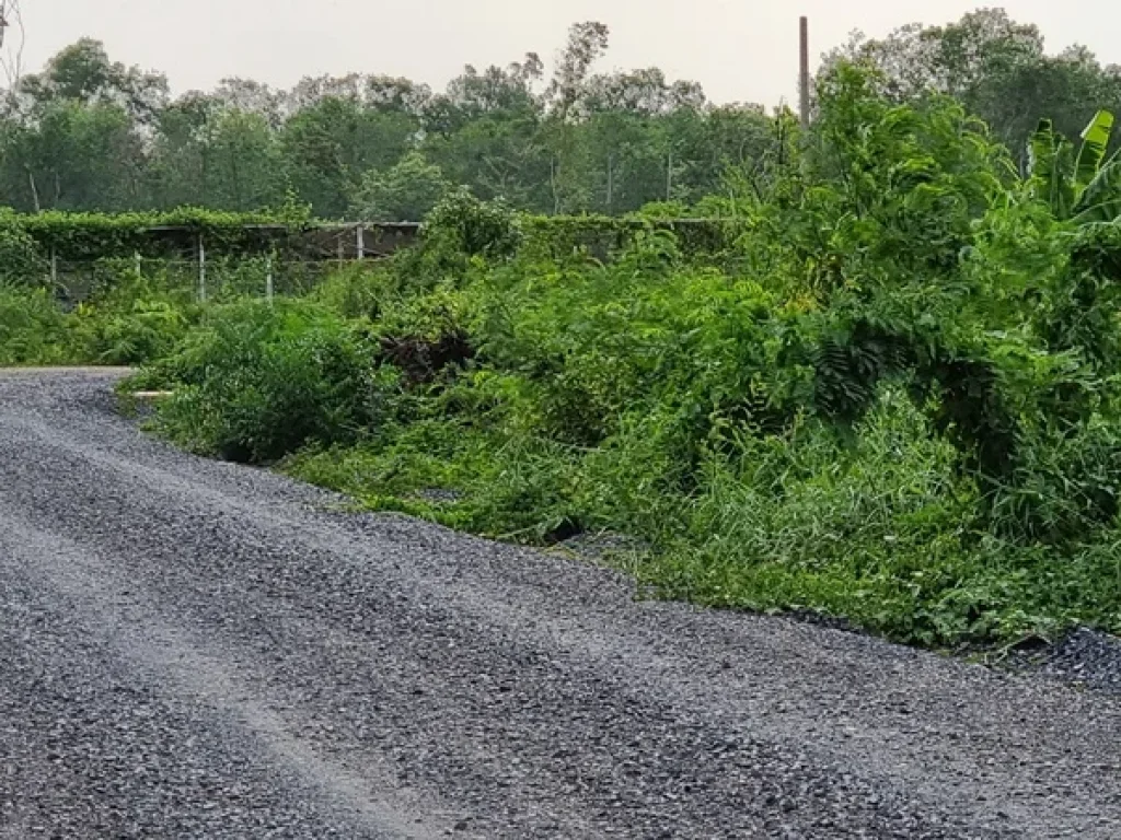 ขายที่ดิน 100 ตรว ซ149 คลองสาม คลองหลวง ปทุมธานี ที่ดินตั้งอยู่ ตคลองสาม อคลองหลวง ปทุมธานี