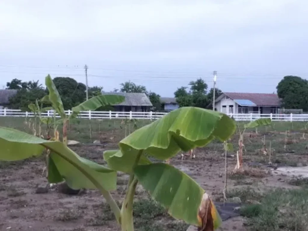 ขายที่ดินเปล่า ขนาด 4 ไร่ ใกล้หาดเจ้าสำราญ อบ้านแหลม จเพชรบุรีนายหน้าติดเจ้าของ