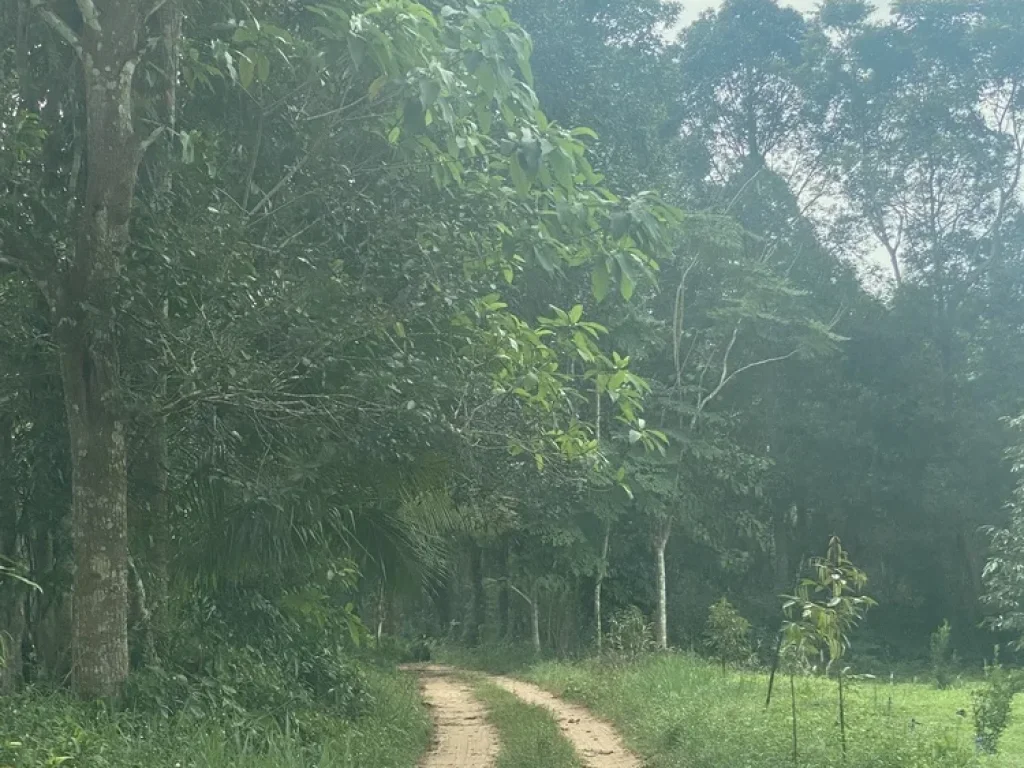 ที่ดินสวนปาล์มเจ้าของขายเองติดถนนใหญ่ สดวก แหล่งชุมชน