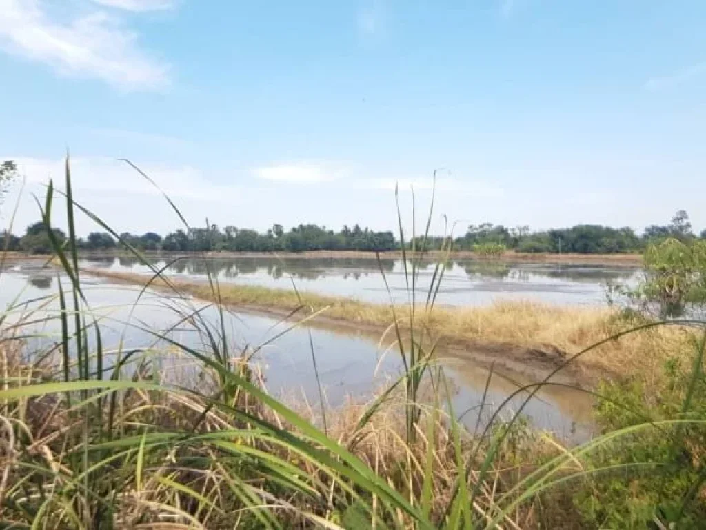 ขาย ที่ดิน 25 ไร่ ตหนองขนาก อท่าเรือ จพระนครศรีอยุธยา