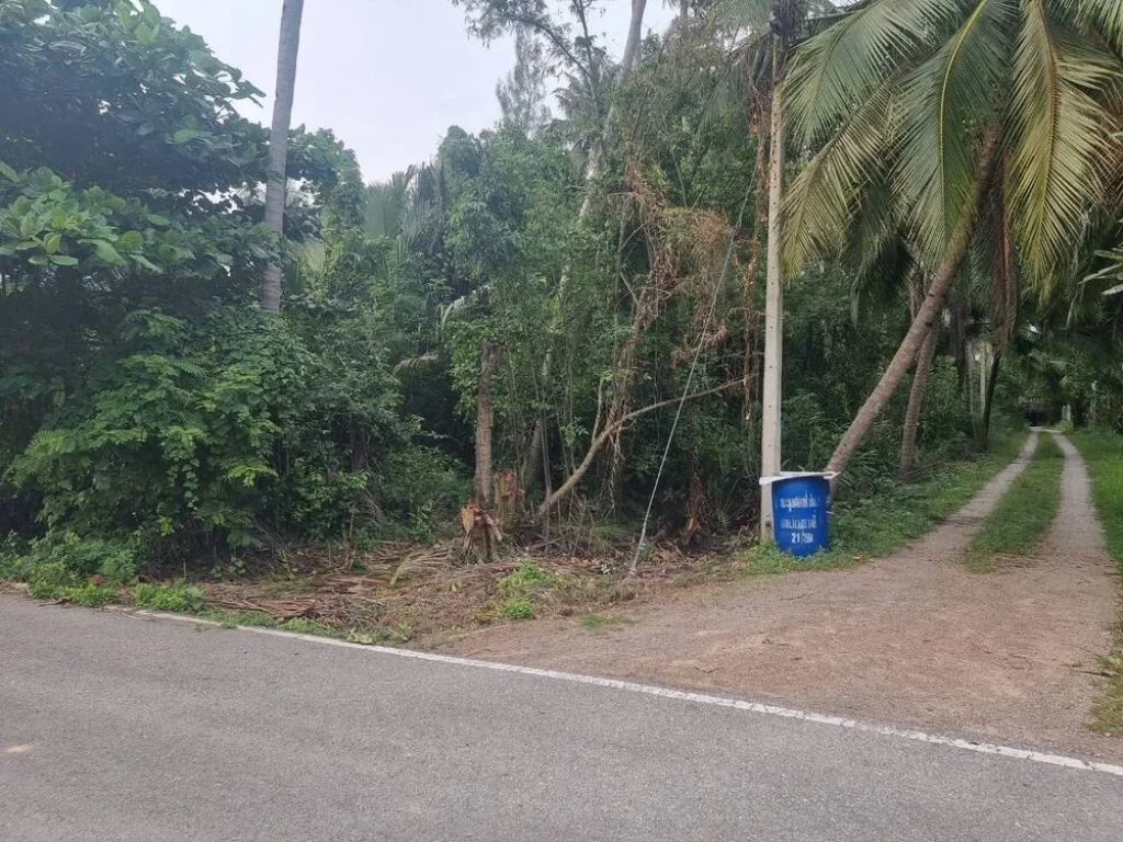 ขายที่ดินสวน 106ตรว ราคาถูก ติดถนนลาดยาง อัมพวา สมุทรสงคราม เหมาะปลูกบ้านสวน รีสอร์ท