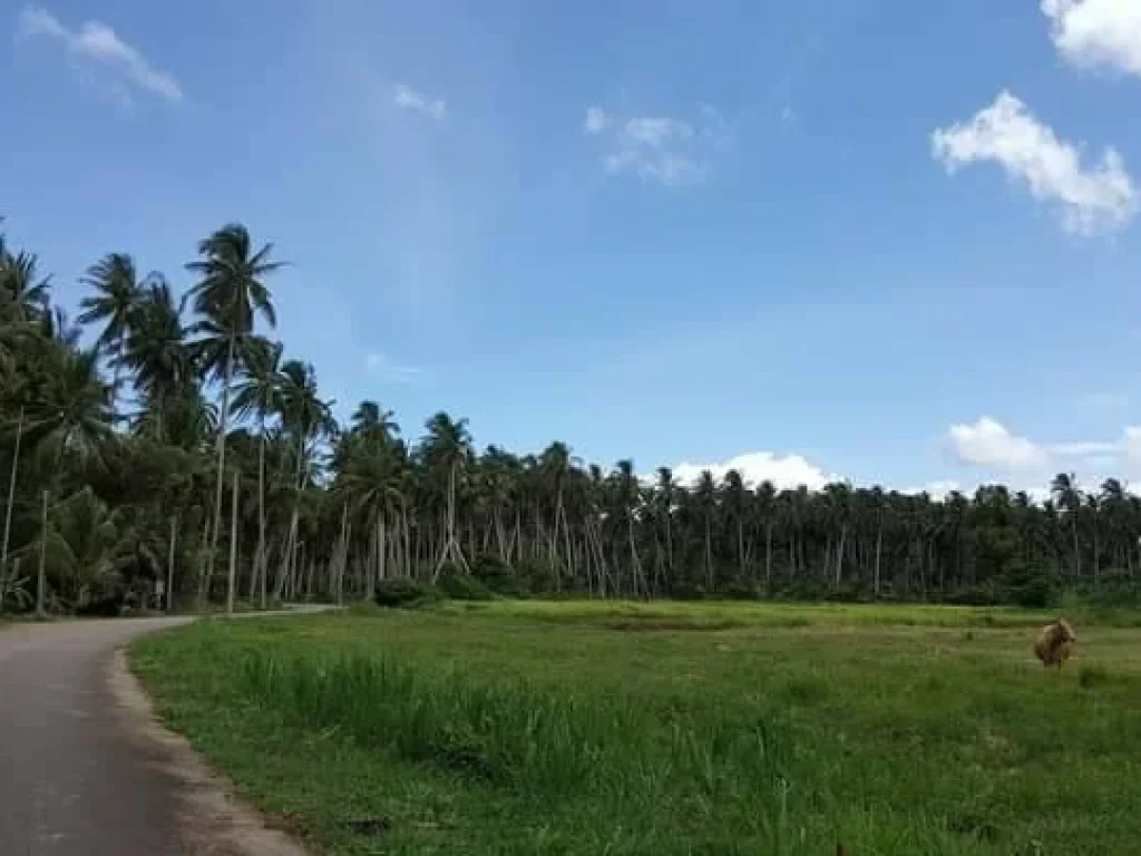 ขายที่ดินเปล่าใกล้หาดบ้านกรูด บางสะพาน ประจวบฯ เนื้อที่ 1 ไร่