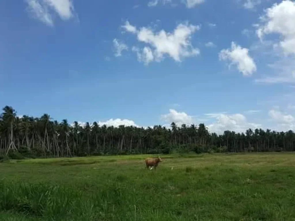 ขายที่ดินเปล่าใกล้หาดบ้านกรูด บางสะพาน ประจวบฯ เนื้อที่ 1 ไร่