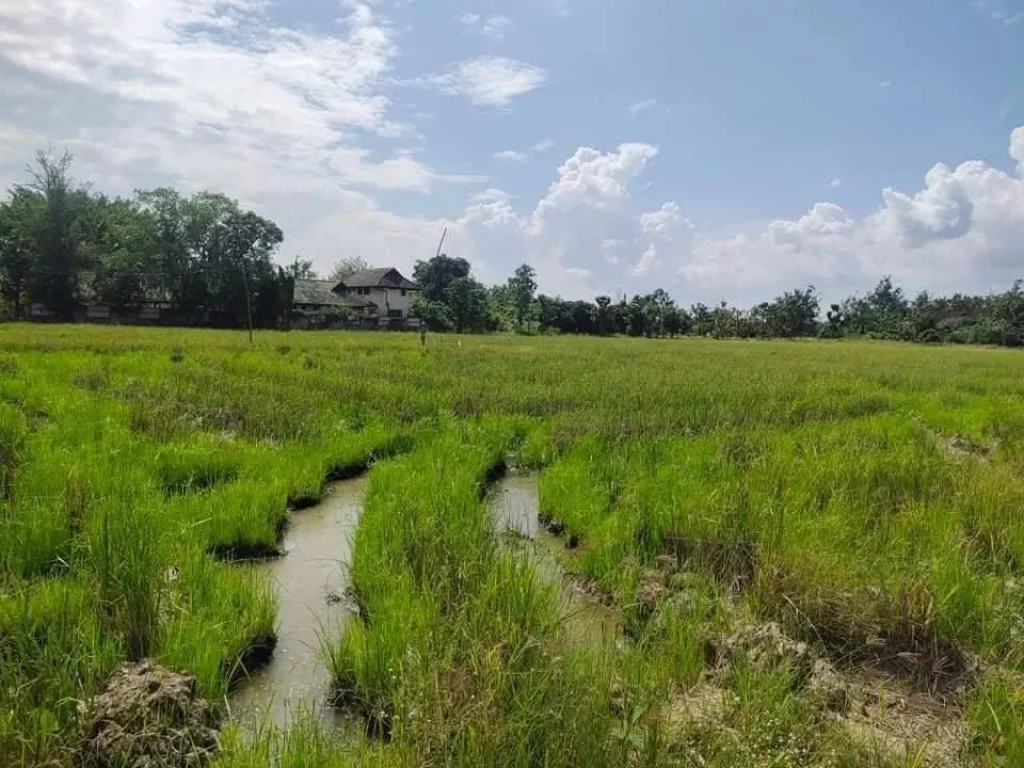 ขายที่นาติดลำเหมืองสาธารณะบวกค้างสันกำแพงวิวดอยโฉนดพร้อมโอน