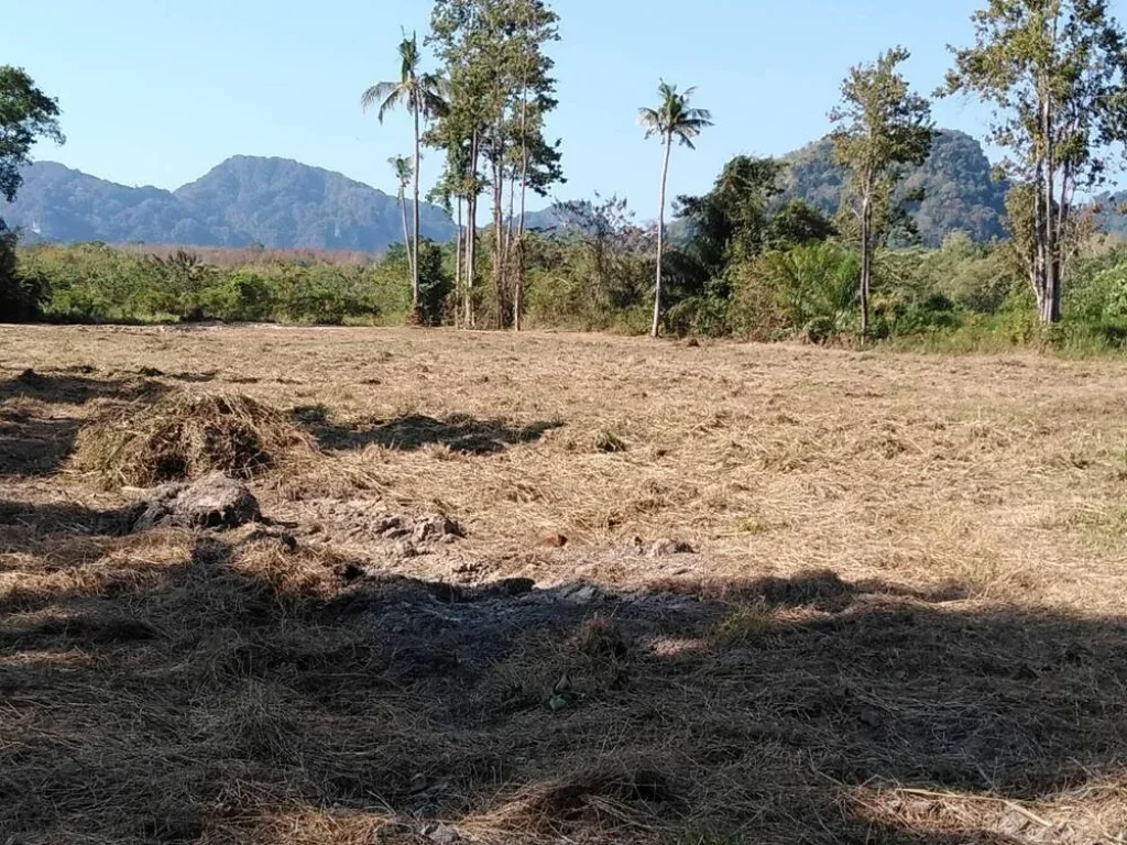 ที่ดินวิวสวยสงบ โซนอ่าวนาง จกระบี่ Land for sale Mountain view near AonangKrabi Thailand