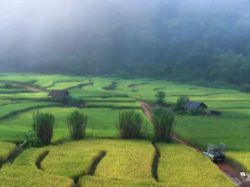 ขายที่นาขั้นบันไดวิวทุ่งนาติดลำธารน้ำ แม่แจ่มโฉนดพร้อมโอน