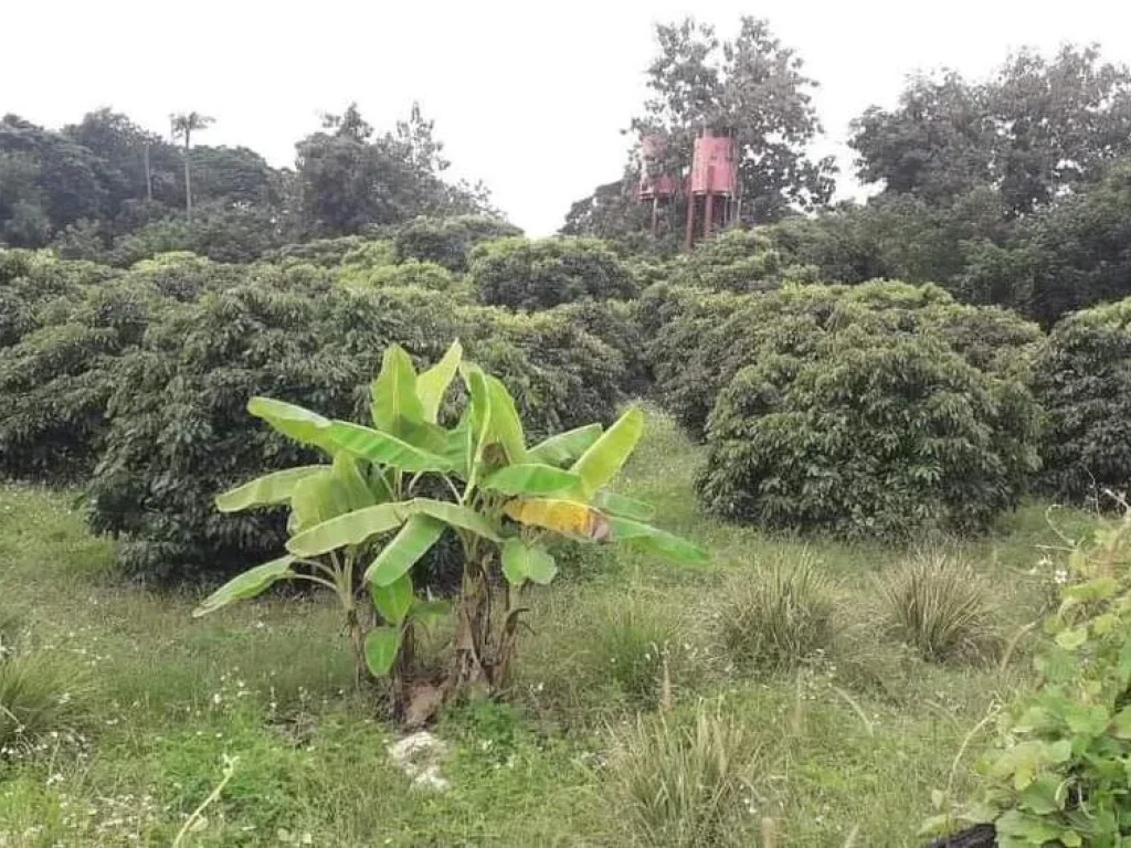 ขายสวนลำใยอุโมงค์ลำพูนบ้านเชตวันหนองหมูโฉนดพร้อมโอน