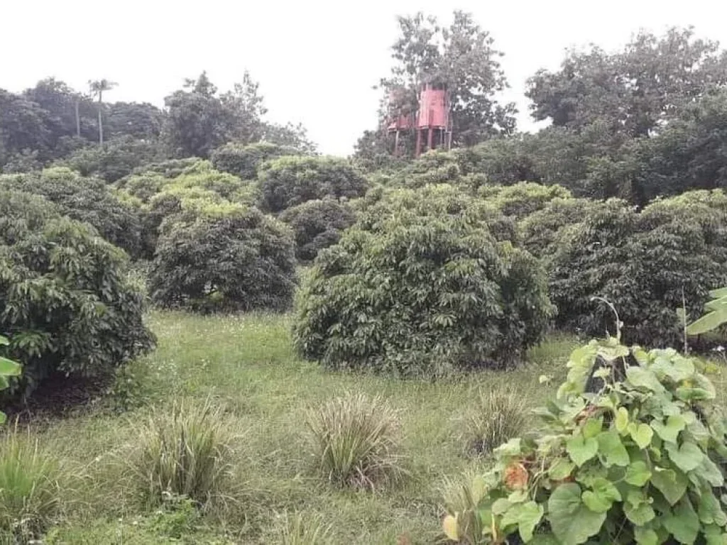 ขายสวนลำใยอุโมงค์ลำพูนบ้านเชตวันหนองหมูโฉนดพร้อมโอน