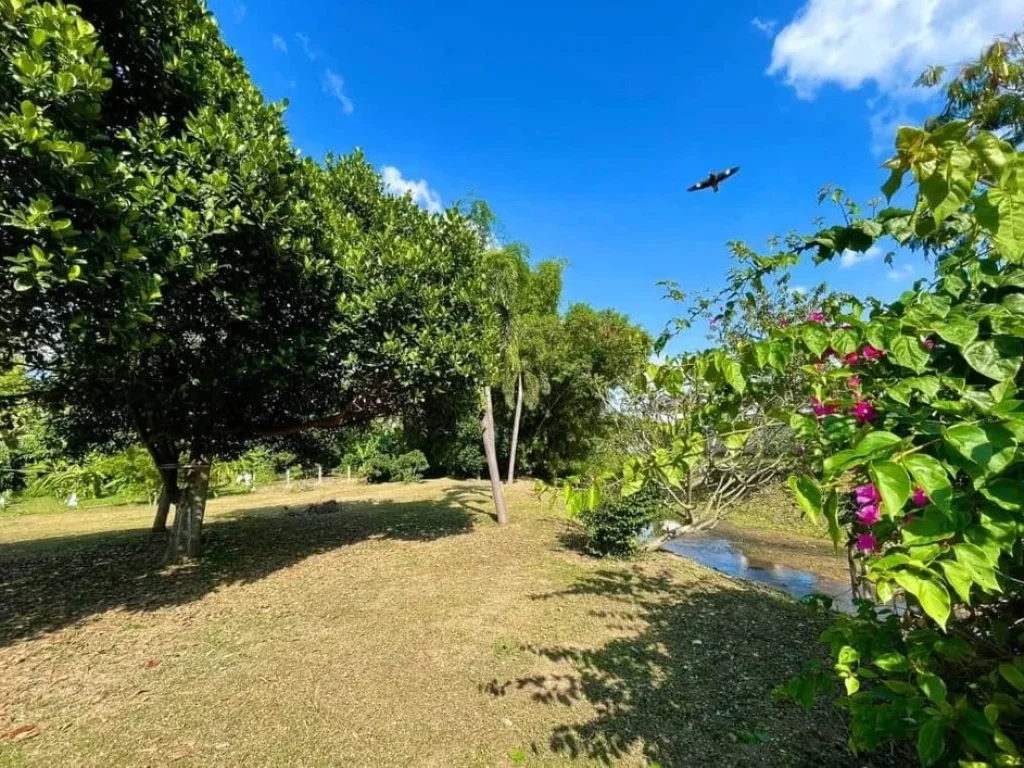 ขายที่ดินติดลำธาร วิวภูเขา น้ำแพร่ อหางดง เชียงใหม่