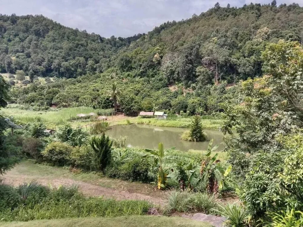 ขายที่ดินบ้านช้างแม่แตงเหมาะกับลงทุนสร้างรีสอทร์ใกล้เมืองราคาถูก