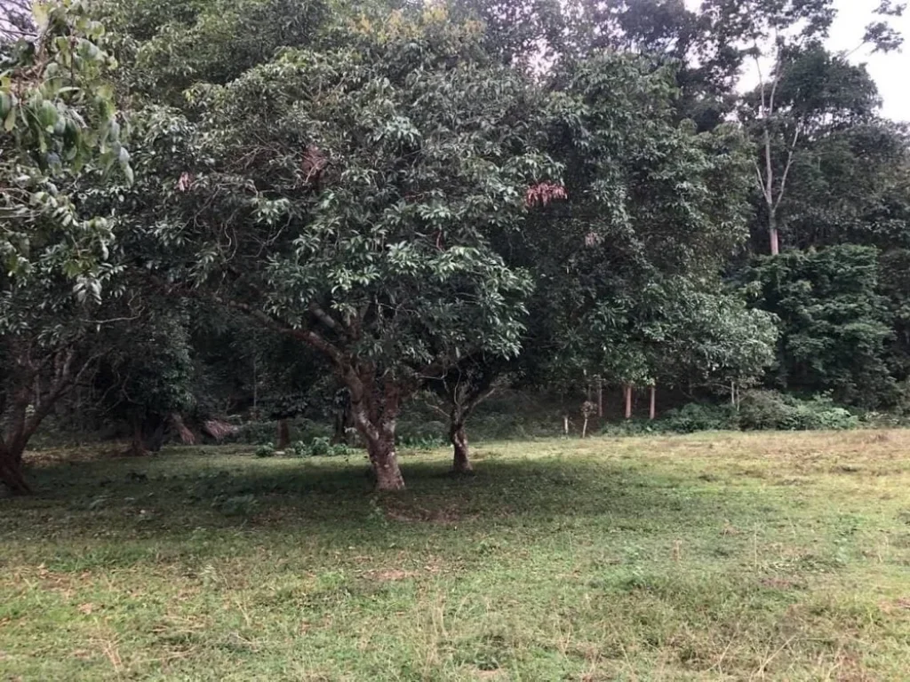 ขายที่ดินติดถนนหลัก วิวภูเขา ติดลำห้วย อดอยสะเก็ด เชียงใหม่