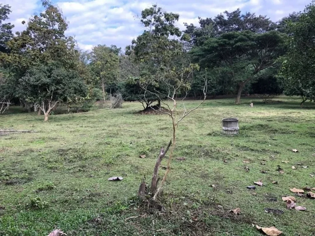 ขายที่ดินติดถนนหลัก วิวภูเขา ติดลำห้วย อดอยสะเก็ด เชียงใหม่