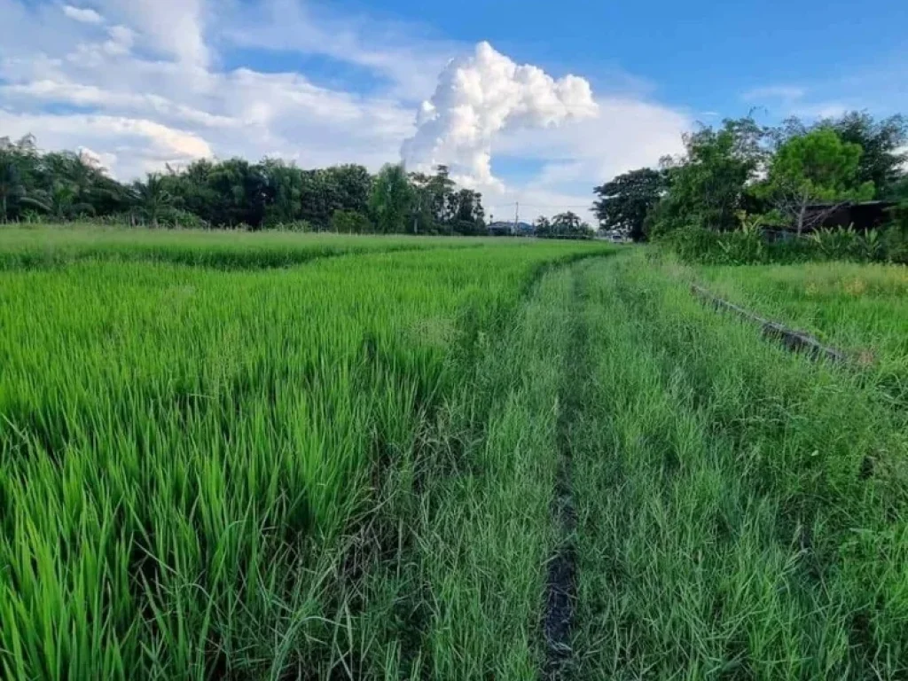 ขายที่ดินติดลำเหมือง 11-1-74 ไร่ อดอยสะเก็ด เชียงใหม่