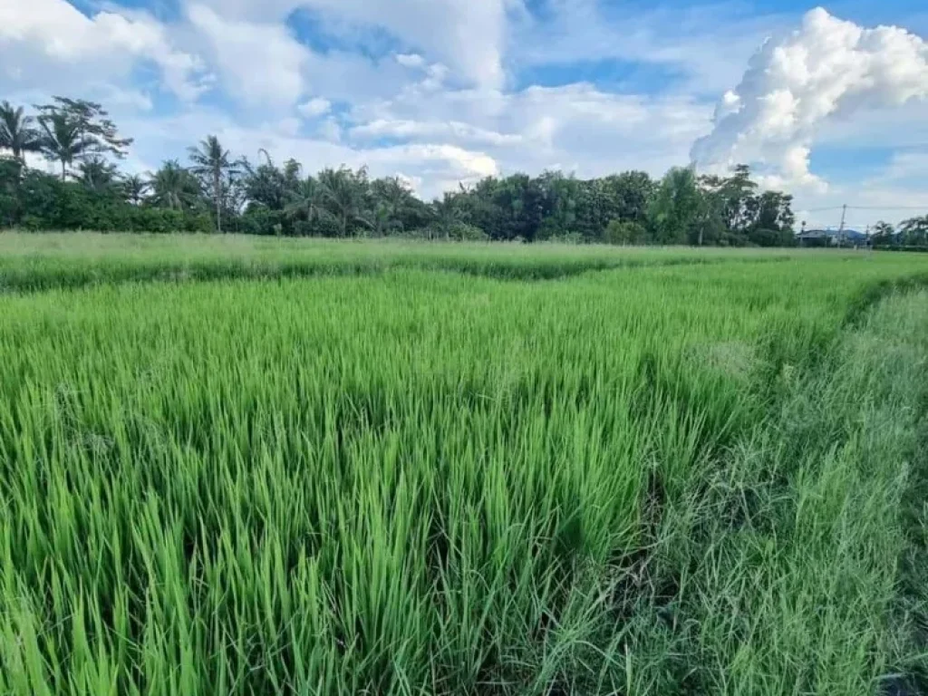 ขายที่ดินติดลำเหมือง 11-1-74 ไร่ อดอยสะเก็ด เชียงใหม่