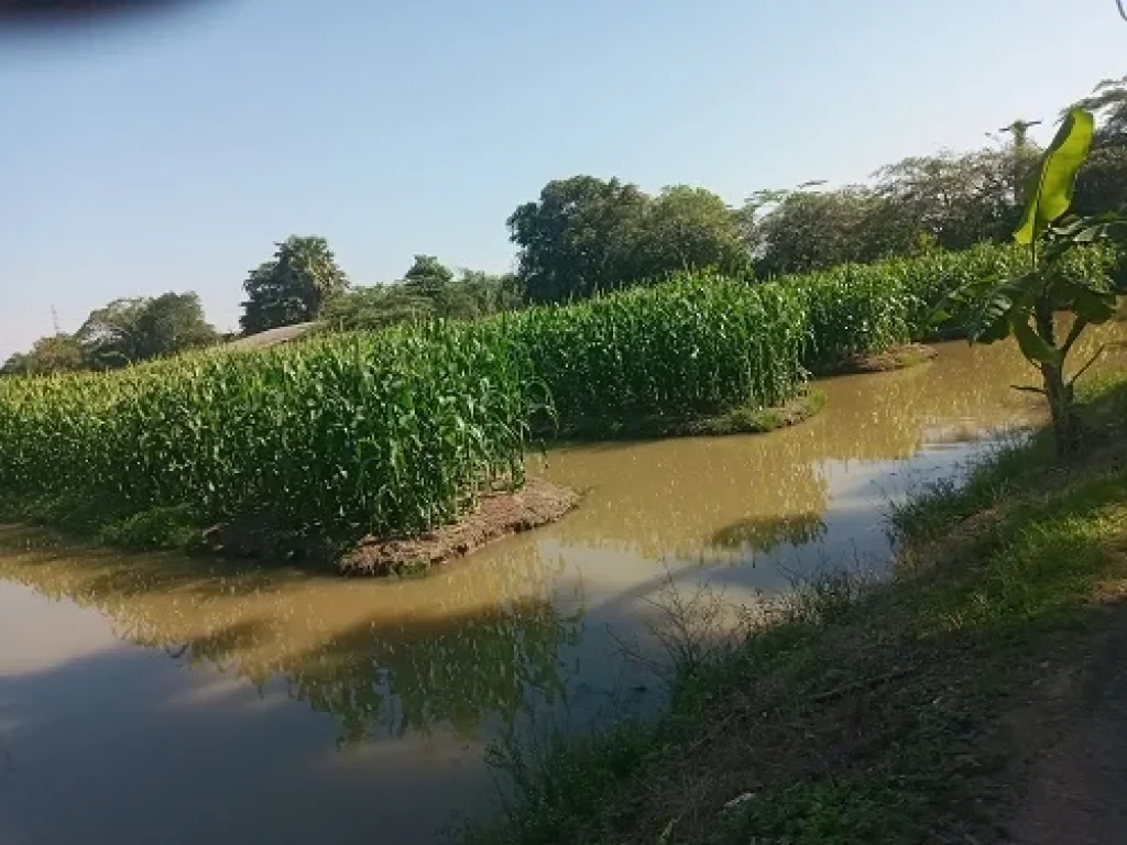 ขายที่ดินราคาถูก คลอง 11 หนองเสือ ฝั่งตะวันตก ปทุมธานี