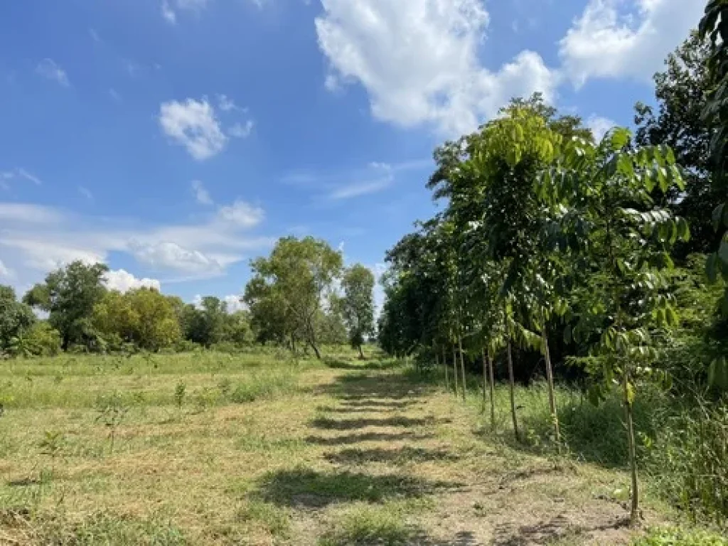 ขายที่ดิน คลอง9 ฝั่งตะวันออก ใกล้วัดบึงกาสาม จังหวัดปทุมธานี