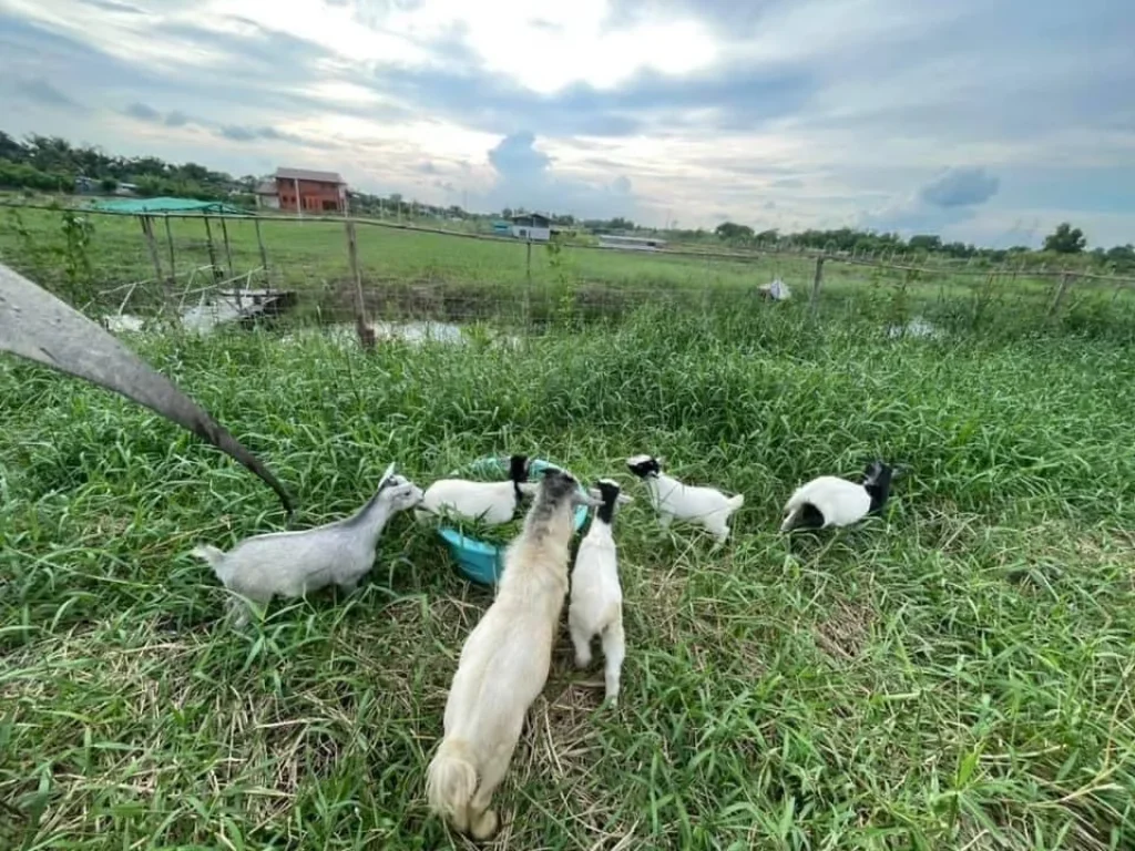 ขายที่ดินสวนผสม พร้อมบ้านไม้ทรงไทย 2 ชั้น 25 ไร่ 44 ตรว