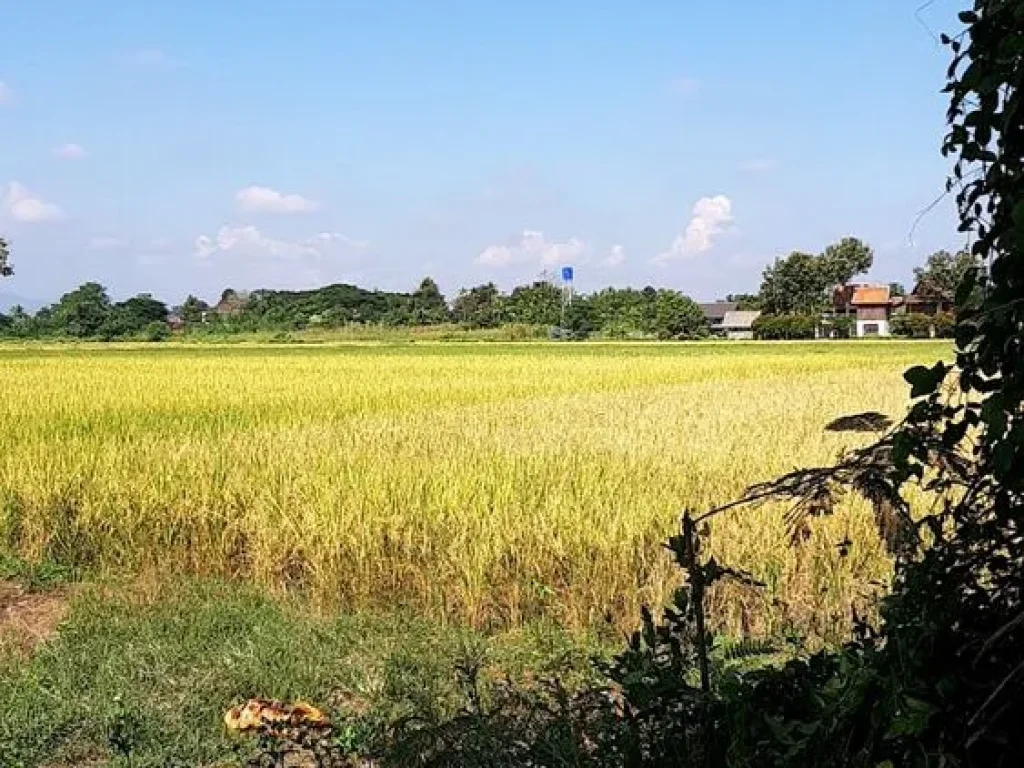 ขายด่วน ที่ดิน 2 ไร่ 3 งานเศษตามรูป ที่ดินจัดสรรเพื่อการเกษตรและพักอาศัย แม่ริม เชียงใหม่