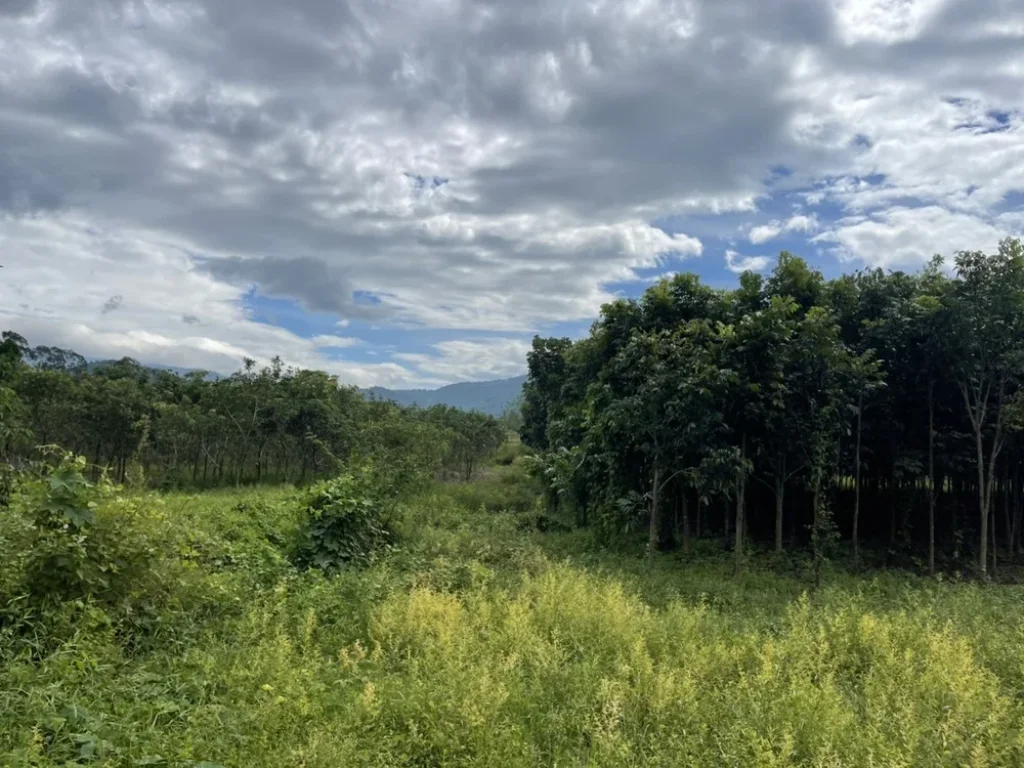 ที่ดิน อบ้านนา 9ไร่เศษ วิวเขาสวยงาม ติดถนนคอนกรีต ตำบลเขาเพิ่ม