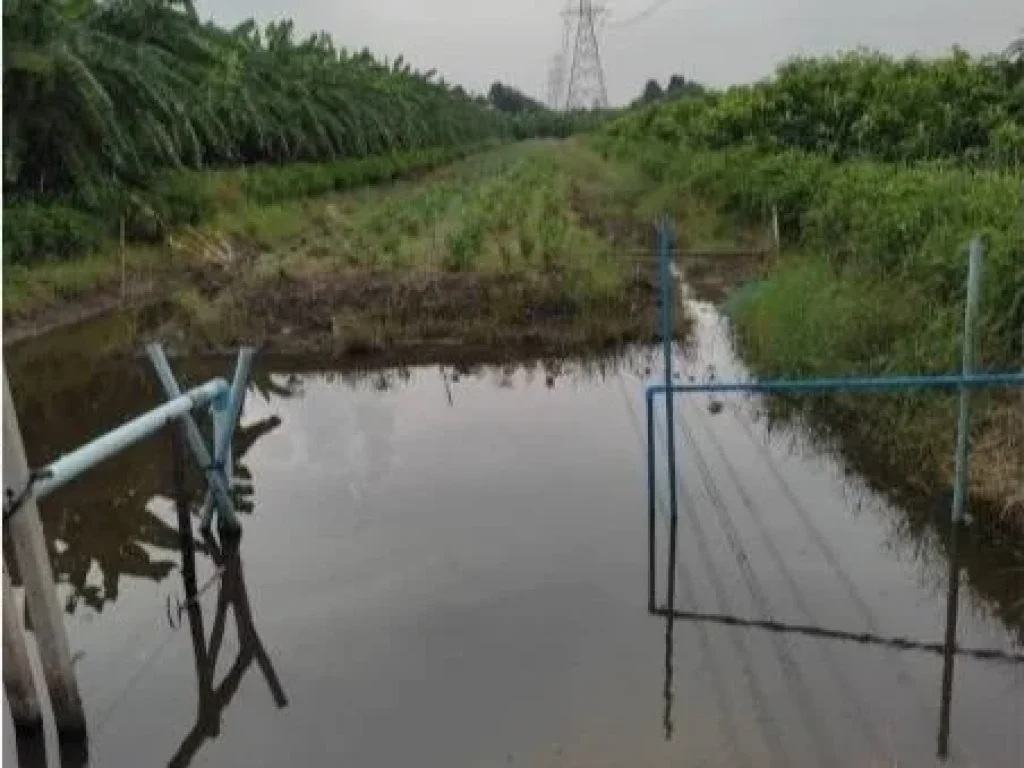 ขายที่ดินเปล่า พุทธมณฑลสาย 3 แปลงใหญ่ที่สุดย่านพุทธมณฑล ติดถนน 4 เลน