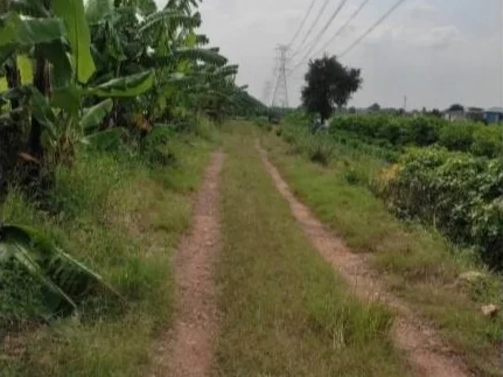 ขายที่ดินเปล่า พุทธมณฑลสาย 3 แปลงใหญ่ที่สุดย่านพุทธมณฑล ติดถนน 4 เลน